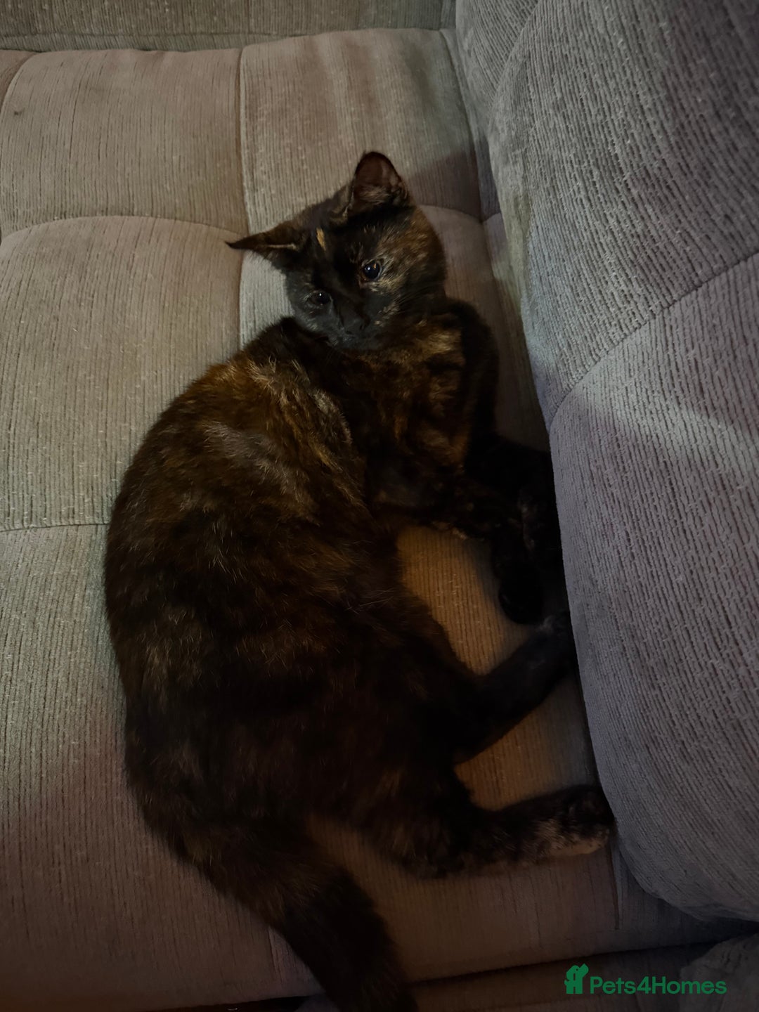 Domestic Shorthair cats for sale: Female tortoiseshell kitten - Image 2