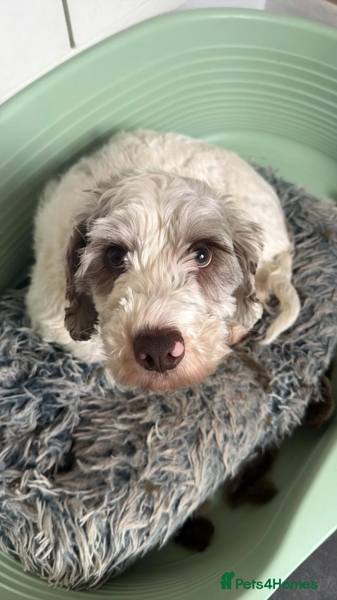 Cockapoo dogs for sale: Pringles 2yr old cockapoo - Advert 2