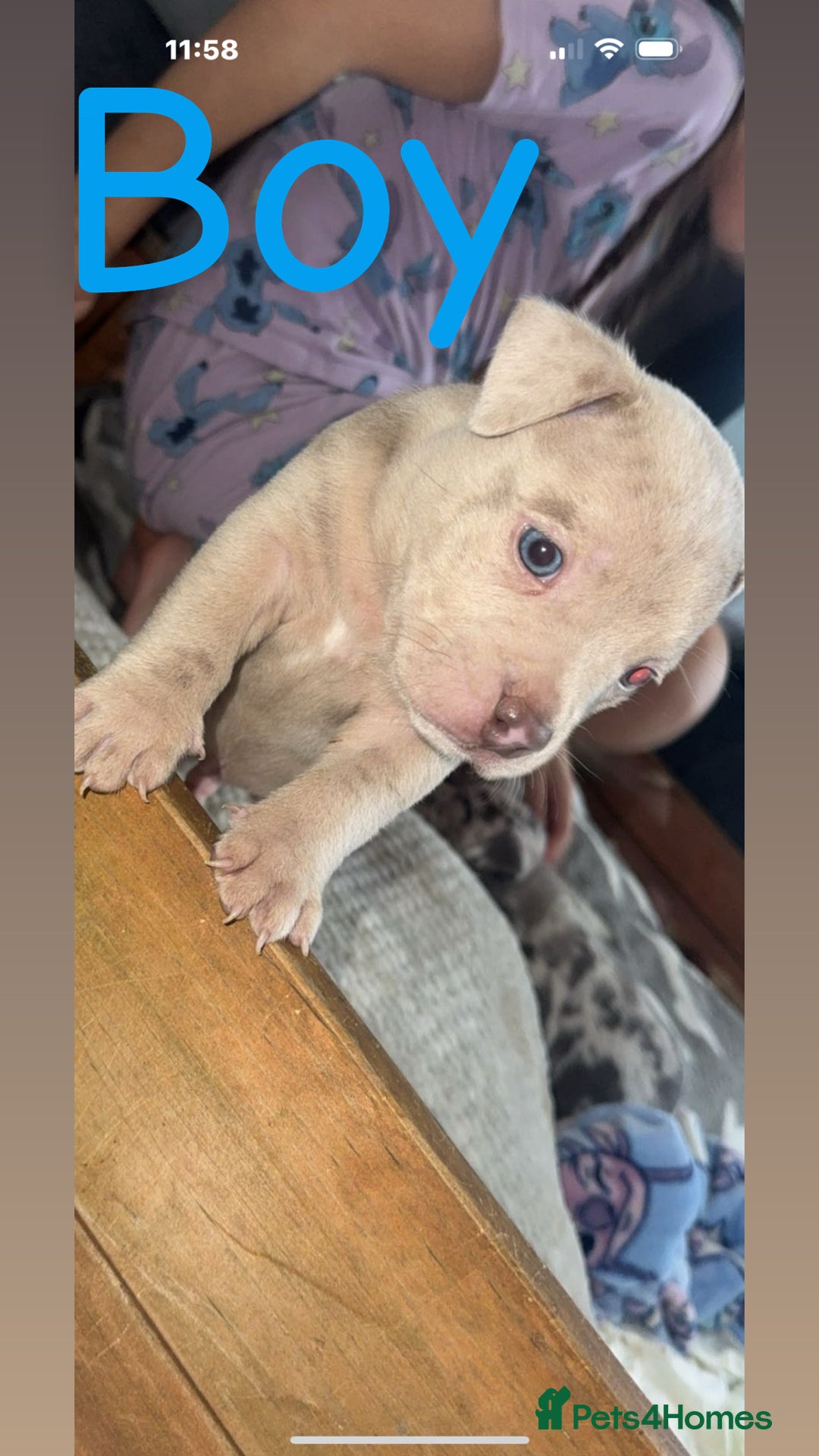 Mixed Breed dogs for sale: Pocket bully’s x staff pups  - Image 9