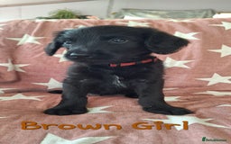 Labradoodle dogs for sale: BEAUTIFUL LABRADOODLE PUPPIES READY NOW  - Image 8