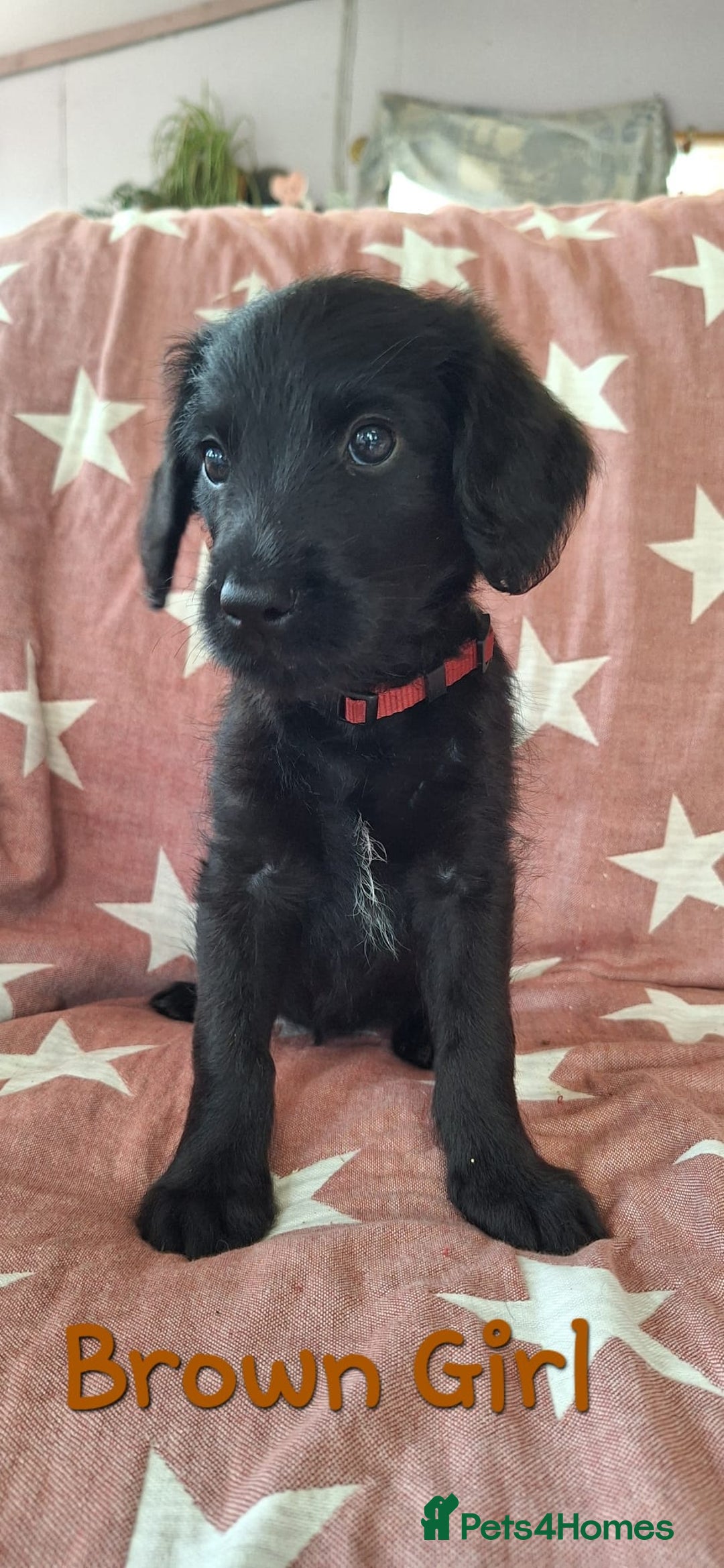 Labradoodle dogs for sale: BEAUTIFUL LABRADOODLE PUPPIES READY NOW  - Image 8
