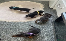 Dachshund dogs for sale: Miniature dachshunds  - Image 15