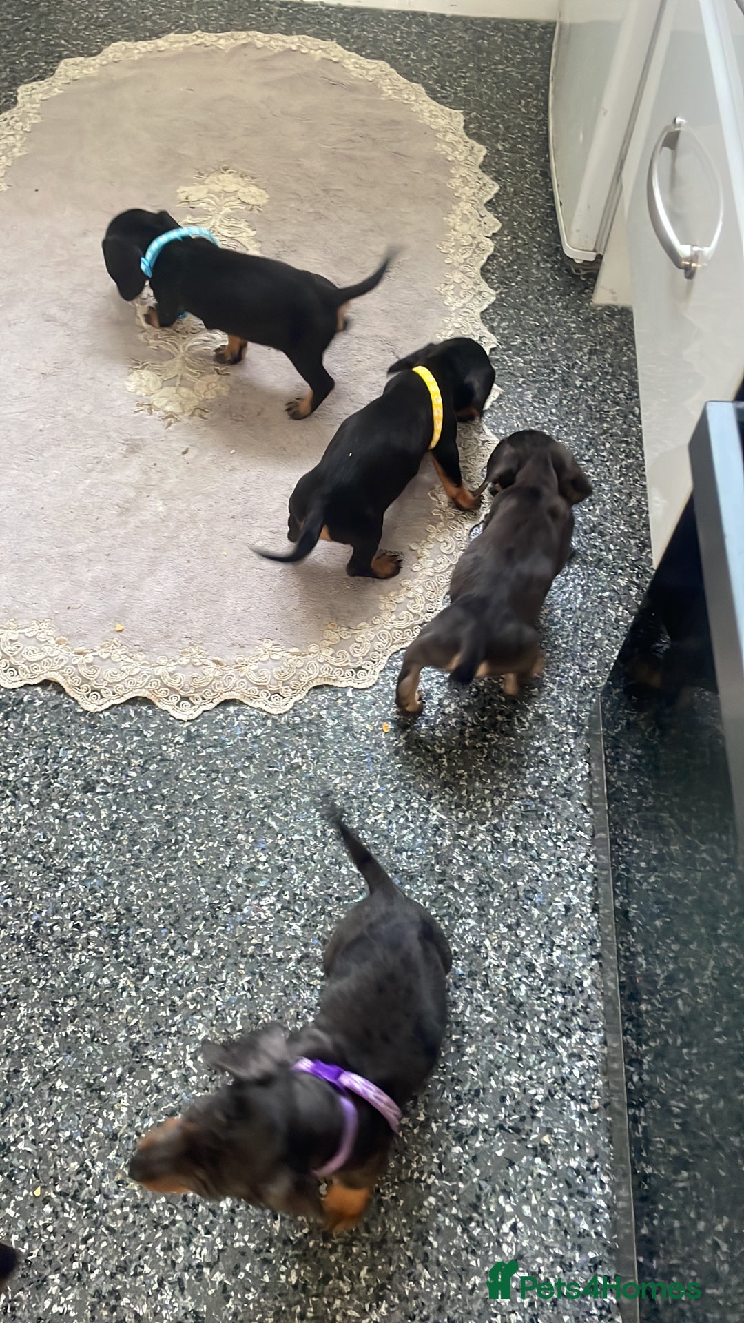 Dachshund dogs for sale: Miniature dachshunds  - Image 15