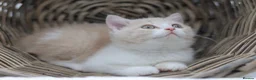 British Shorthair cats for sale: PEDIGREE REGISTERED CHUNKY BRITISH SHORTHAIRS - Advert 12