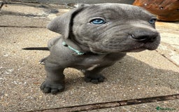 Cane Corso dogs for sale: Blue Cane Corso Puppies - Image 12