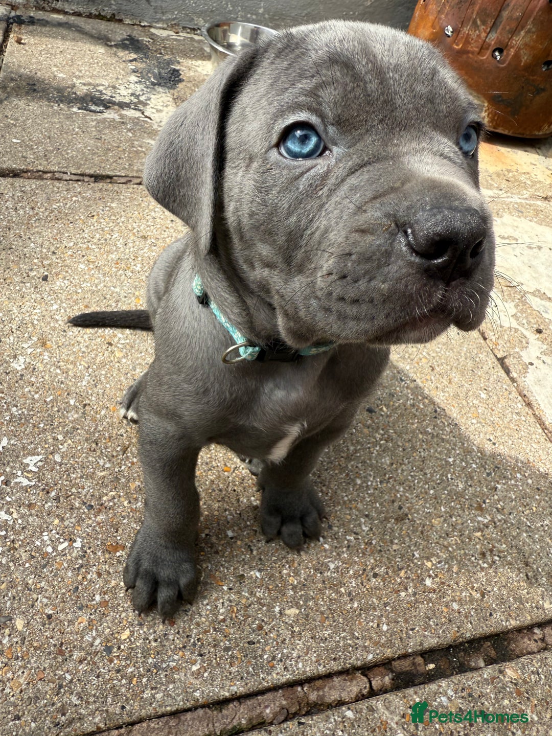 Cane Corso dogs for sale: Blue Cane Corso Puppies - Image 12