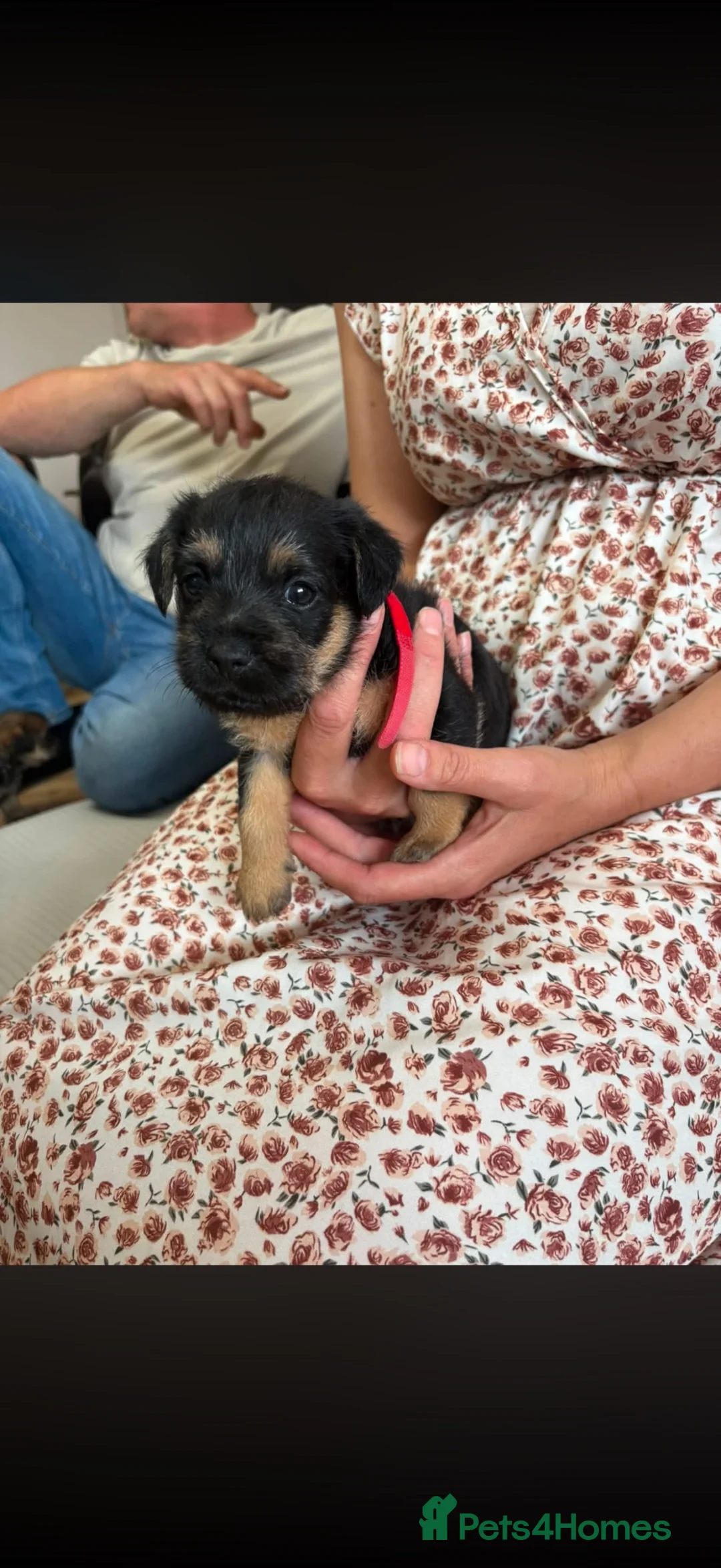 Mixed Breed dogs for sale: 3x 3/4 border terrier 1/4 jack Russel dogs  - Advert 1