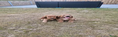 Cocker Spaniel 1