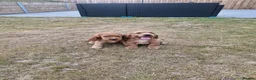Cocker Spaniel dogs for sale: Golden Show type Cocker Spaniel puppies - Advert 16