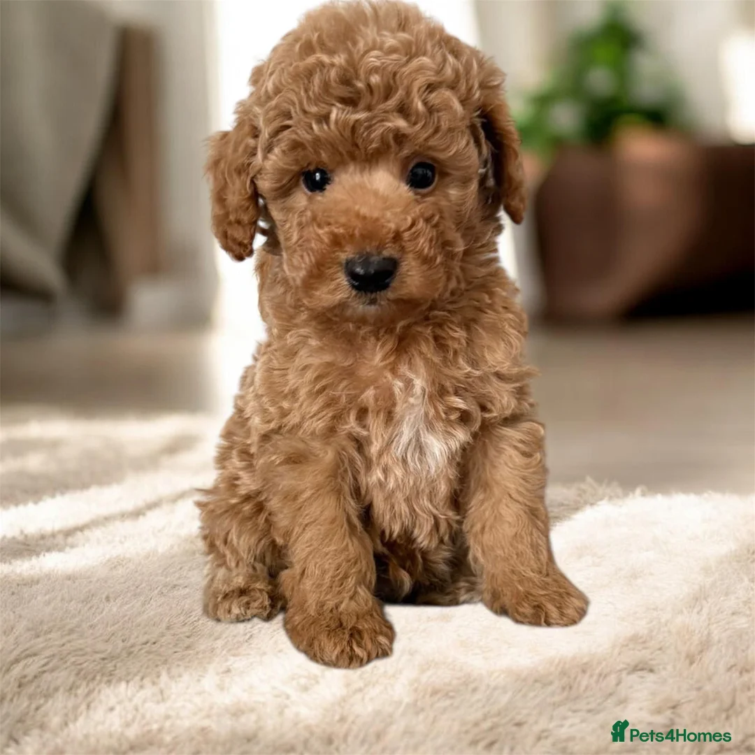 Toy Poodle dogs for sale: 🐾 Gorgeous Toy Poodle ready for a new home 🐾 - Advert 2