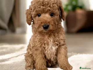 Toy Poodle dogs 🐾 Gorgeous Tiny boy available REDUCED PRICE 🐾 - Advert 16