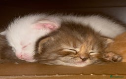 Mixed Breed cats for sale: 3 playful kittens  - Image 3