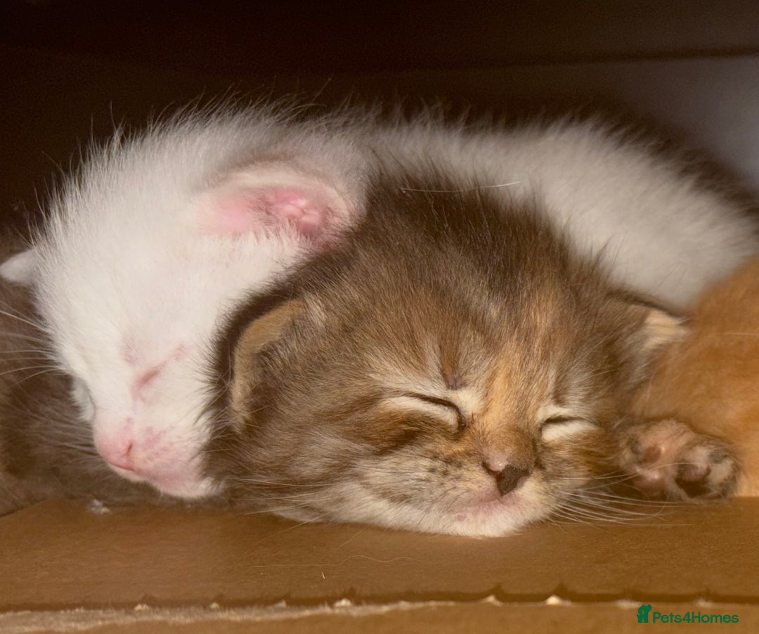 Mixed Breed cats for sale: 3 playful kittens  - Image 3