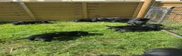 Springador dogs for sale: 10 springador pups - Advert 1