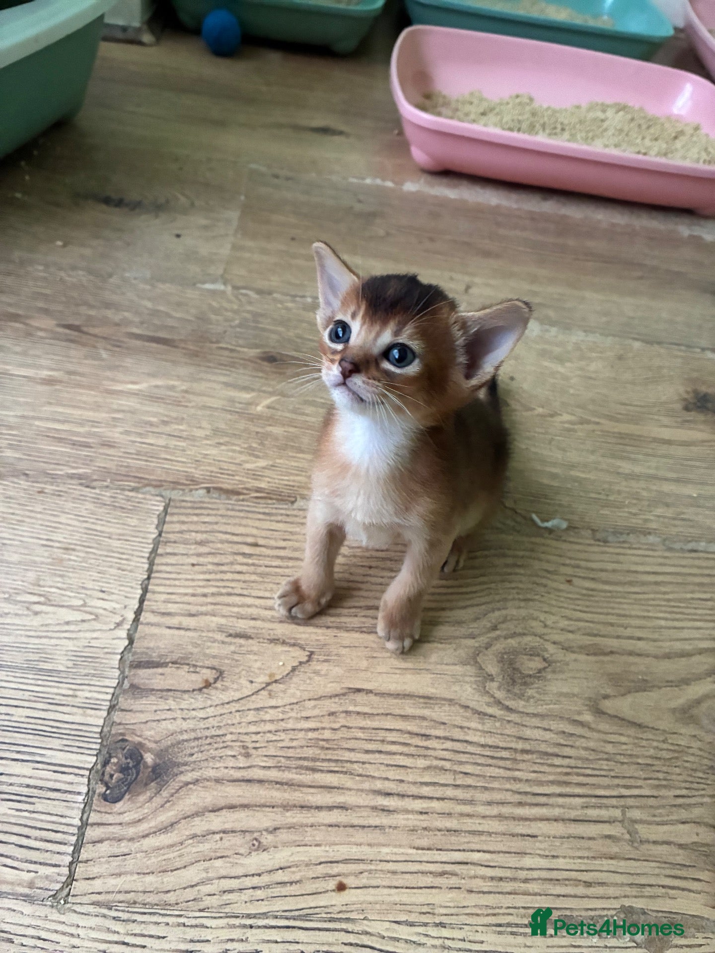 Abyssinian cats TICA 5* Pedigree Abyssinians  - Advert 2