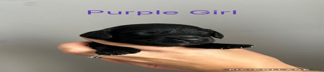 Cockapoo Puppy 3 - Purple Girl