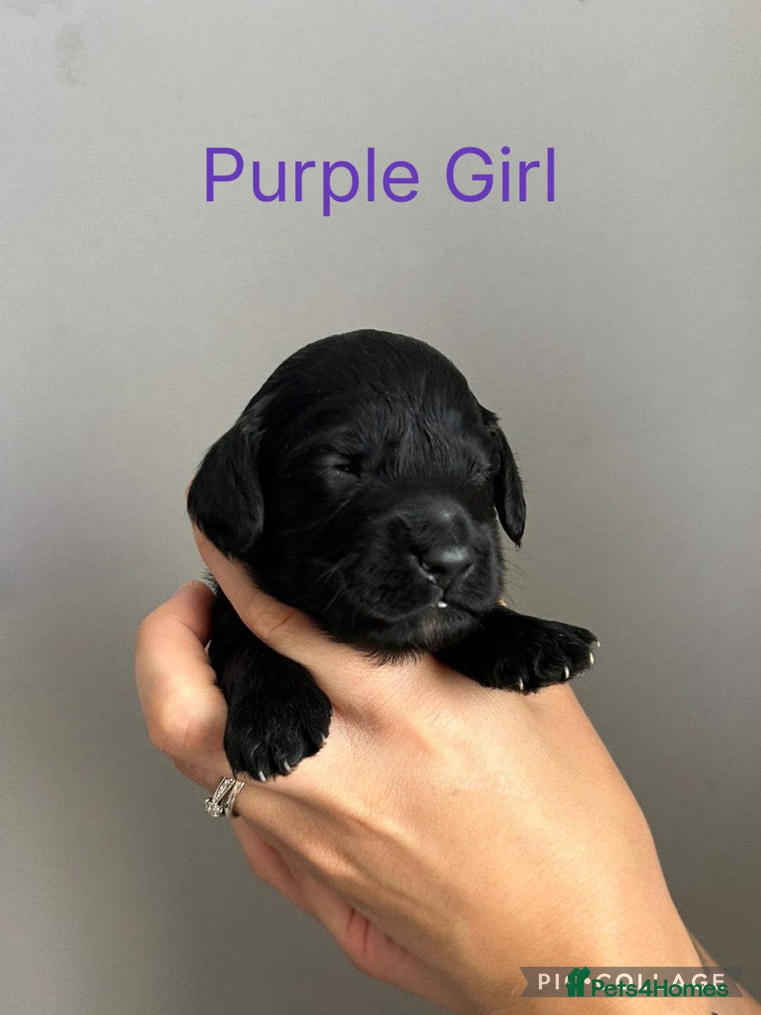 Cockapoo dogs for sale: 🐾 Gorgeous F2 Cockapoo Puppies for sale 🐾  - Image 5