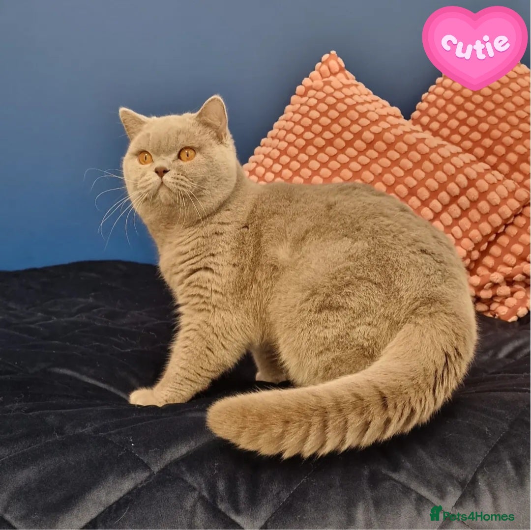 British Shorthair cats 🌟Exclusive Import ⭐World-Class Type🌟 - Advert 4