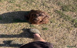 Cocker Spaniel dogs for sale: Working cocker spaniel  - Image 6