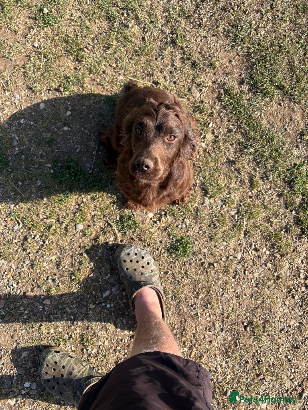 Cocker Spaniel dogs for sale: Working cocker spaniel  - Image 6