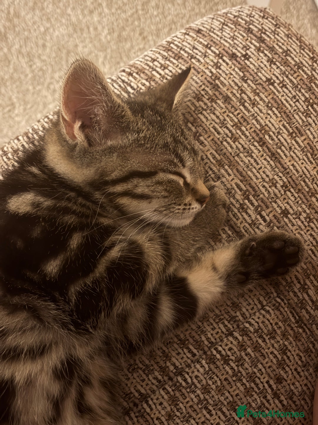 Mixed Breed cats for sale: cute kitten fast rehoming  (free) - Image 2