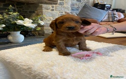 Irish Doodle dogs for sale: Stunning litter of mini Irish Doodles - Image 3