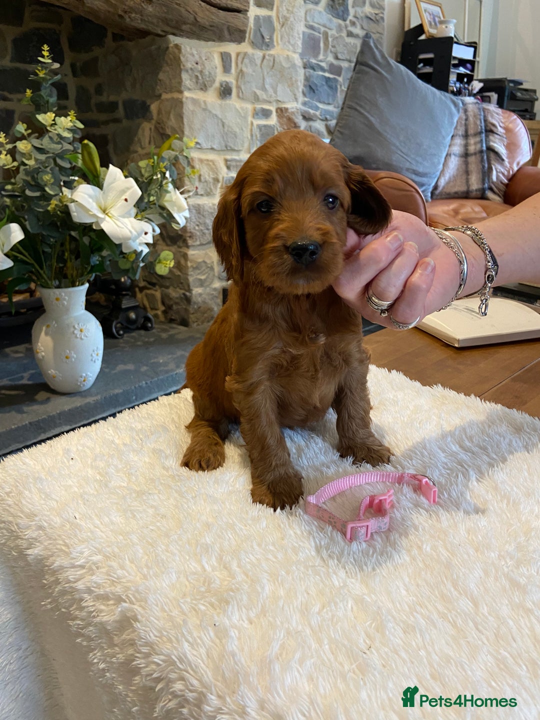 Irish Doodle dogs for sale: Stunning litter of mini Irish Doodles - Image 3