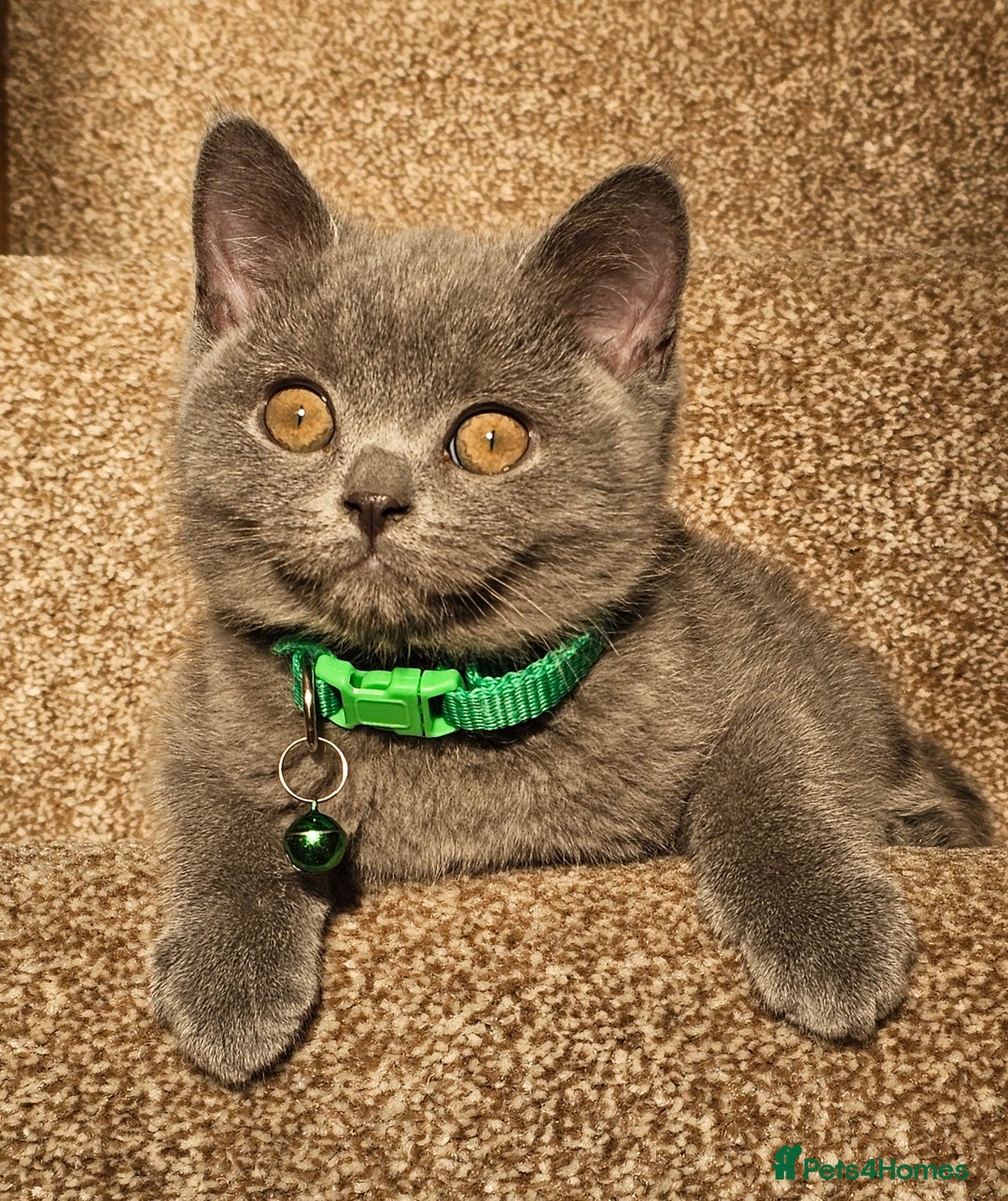 British Shorthair cats for sale: Beautiful Pedigree British Blue Kittens  🐾 - Advert 31