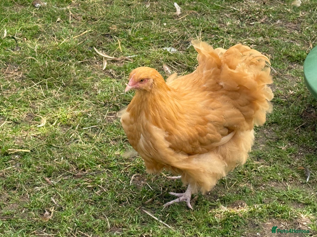 Chickens poultry for sale: 🐣 Beautiful Orpington Chicks & Cockerels for Sale - Image 14