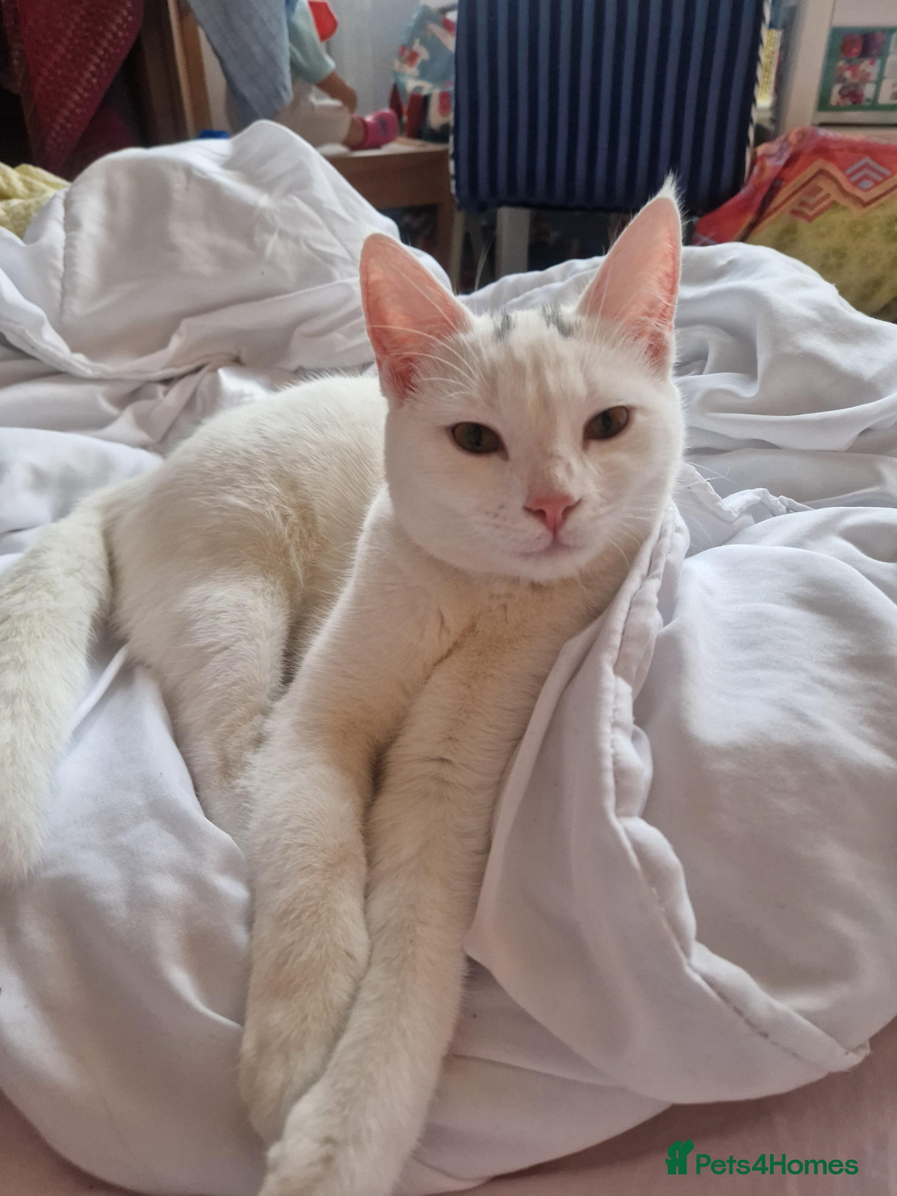 Mixed Breed cats White short-haired, very sociable kitten - Advert 13