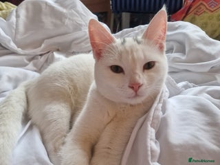 Mixed Breed cats - Advert 9