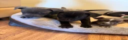 Staffordshire Bull Terrier dogs for sale: KC Registered Staffordshire Bull Terrier Puppies. - Advert 20
