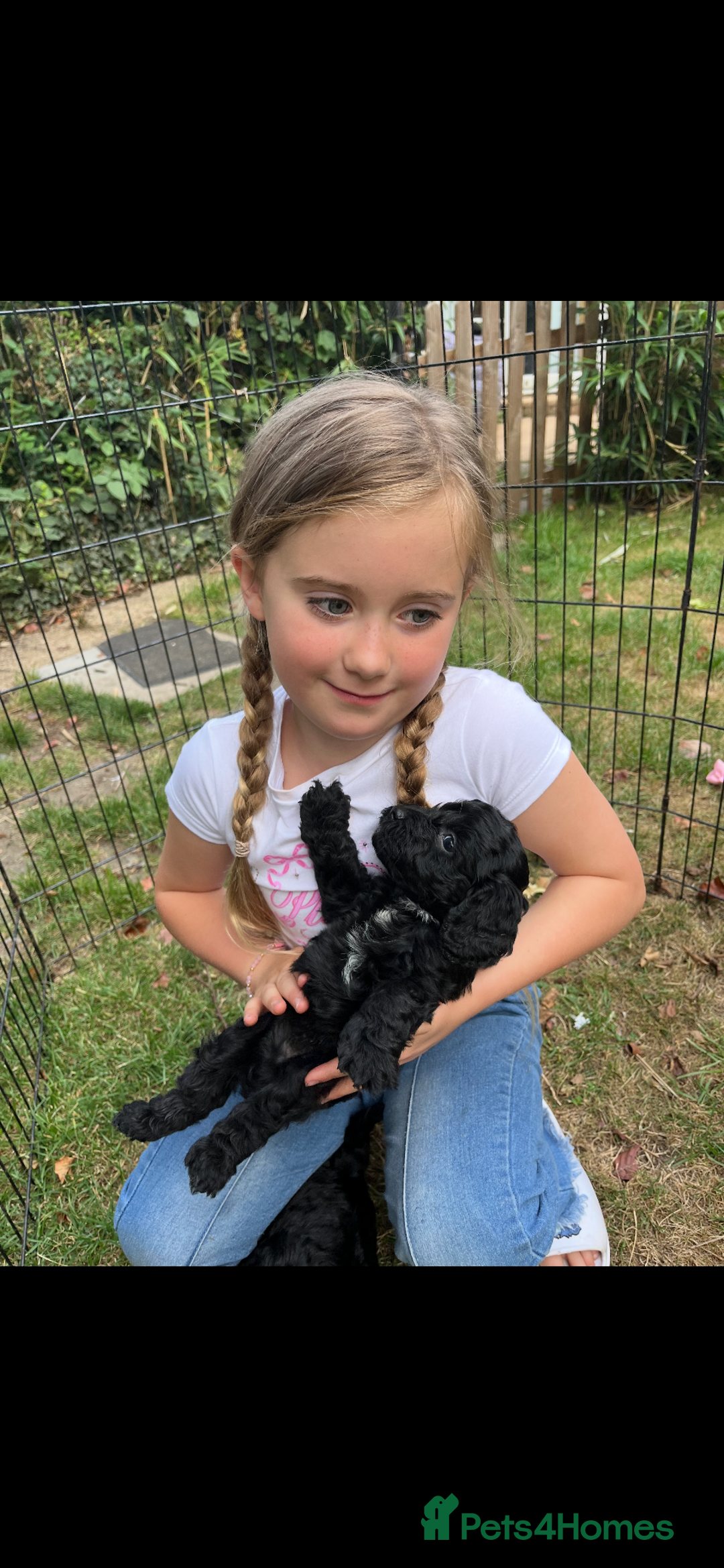 Cockapoo dogs for sale: Cockapoo puppies F1B - Image 13