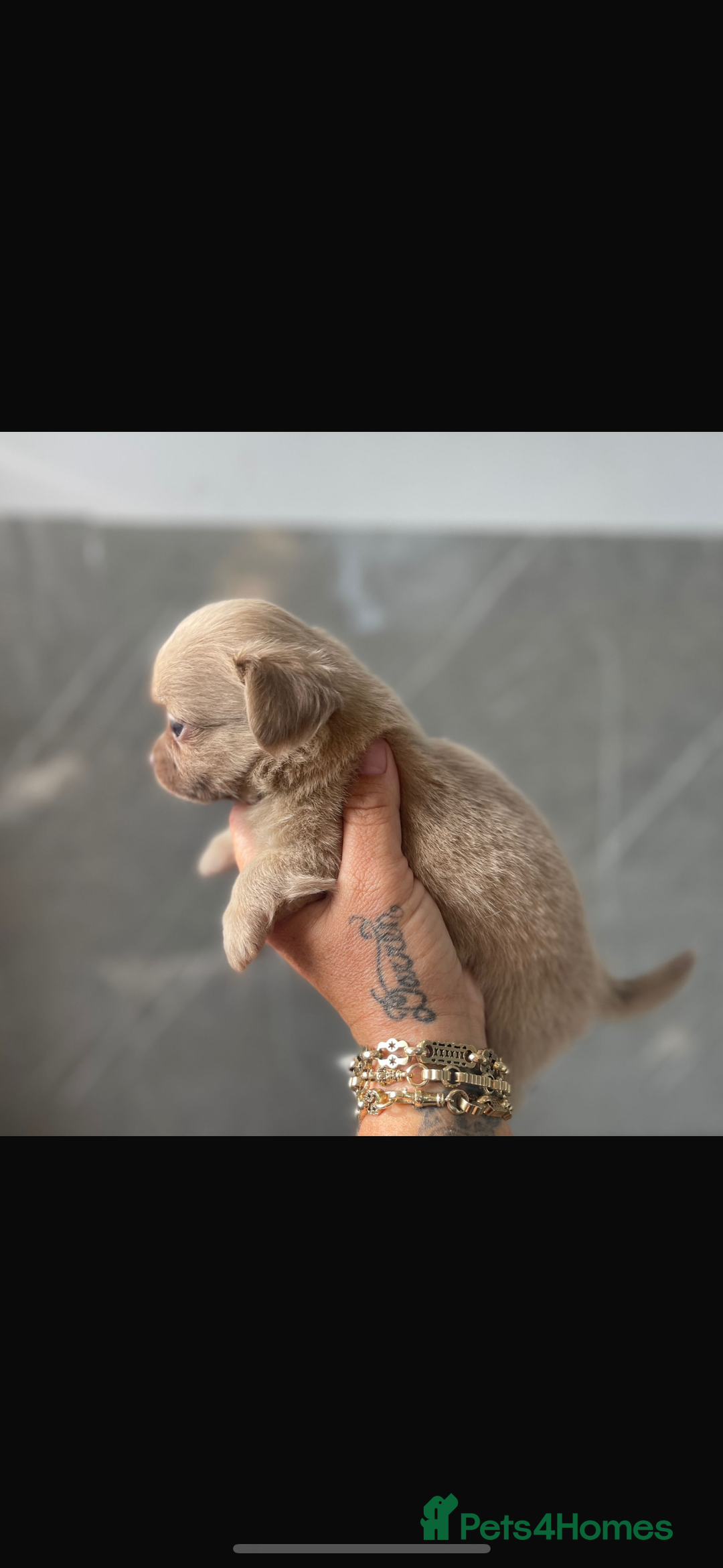 Chihuahua dogs for sale: Kc Reg Long Coat Puppies  - Image 3