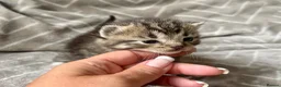 Mixed Breed cats for sale: Silver Tabby Exotic Kittens For Sale - Advert 6