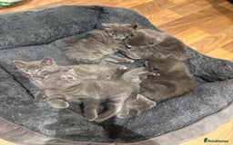 Mixed Breed cats for sale: 6 very fluffy grey kittens - Image 2