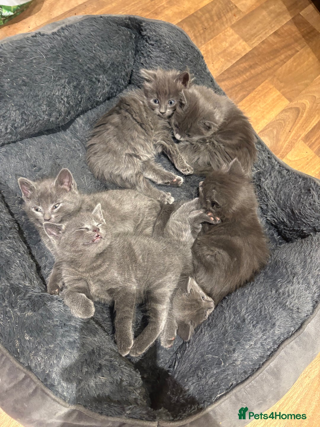 Mixed Breed cats for sale: 6 very fluffy grey kittens - Image 2
