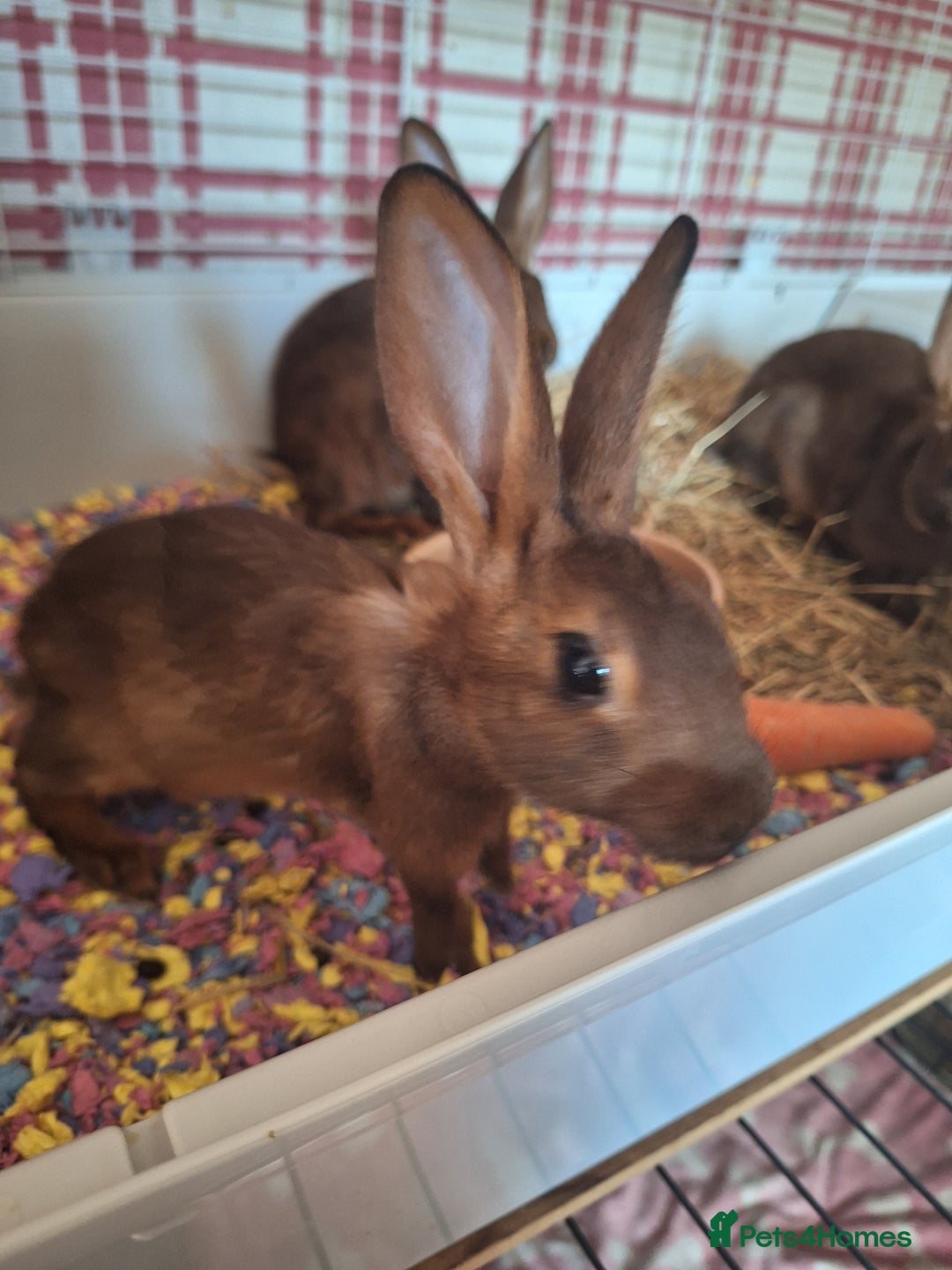 Belgian Hares rabbits for sale: Pure Belgian Hare babies for sale - Advert 2