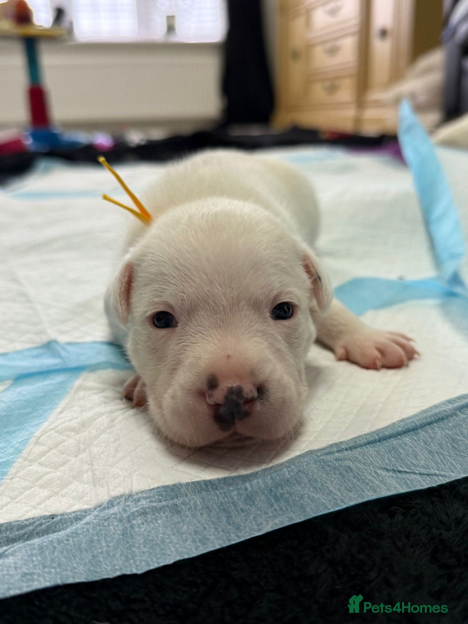 Staffordshire Bull Terrier dogs 3 stunning staffy pups  - Advert 7