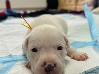 Staffordshire Bull Terrier dogs 3 stunning staffy pups - Advert 1