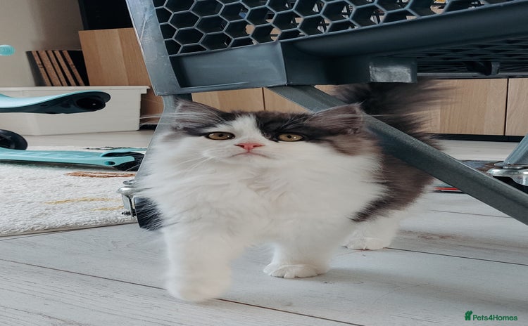 Persian cats - Advert 12
