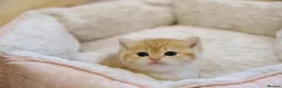 British Shorthair cats for sale: Gorgeous BSH golden kittens pedigree TICA - Advert 20