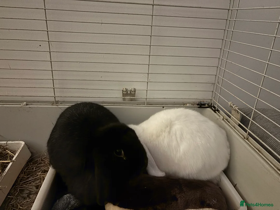Mixed Breed rabbits for sale: 2 bonded rabbits brother and sister for new home - Advert 9