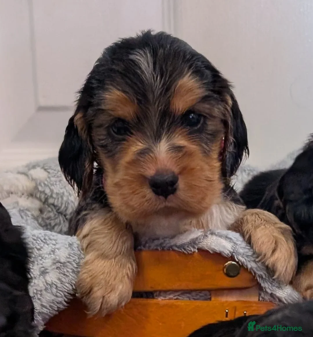 Cocker Spaniel dogs for sale: Kc Health Tested Show Type Cocker Spaniel Puppies - Advert 12