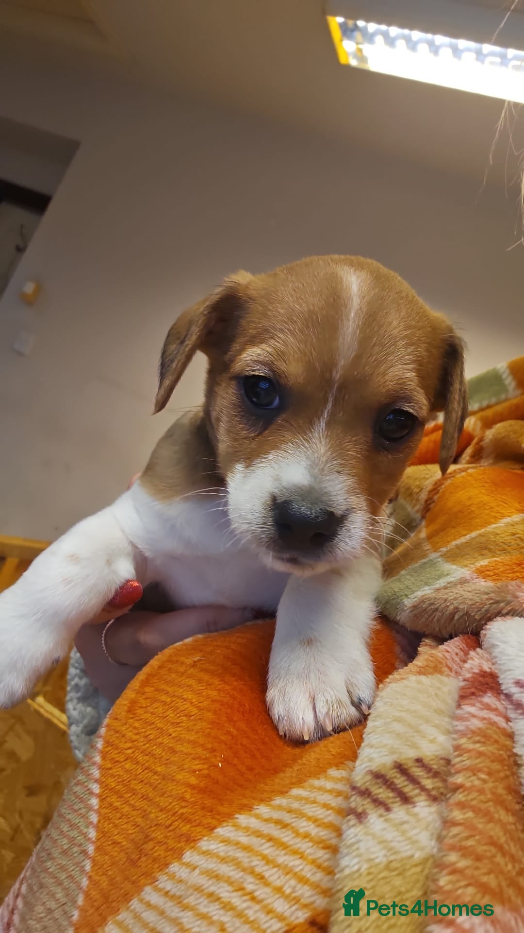 Mixed Breed dogs for sale: Boarder terrier x Jack Russell  - Advert 8