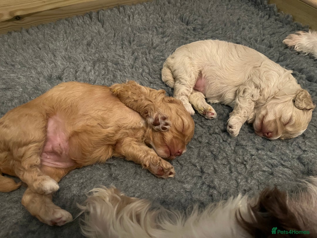 Cavapoo dogs for sale: 1 beautiful male available 4 weeks old - Advert 2