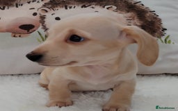 Miniature Dachshund dogs for sale: MINI DACHSHUND CREAM PRA CLEAR - Image 19