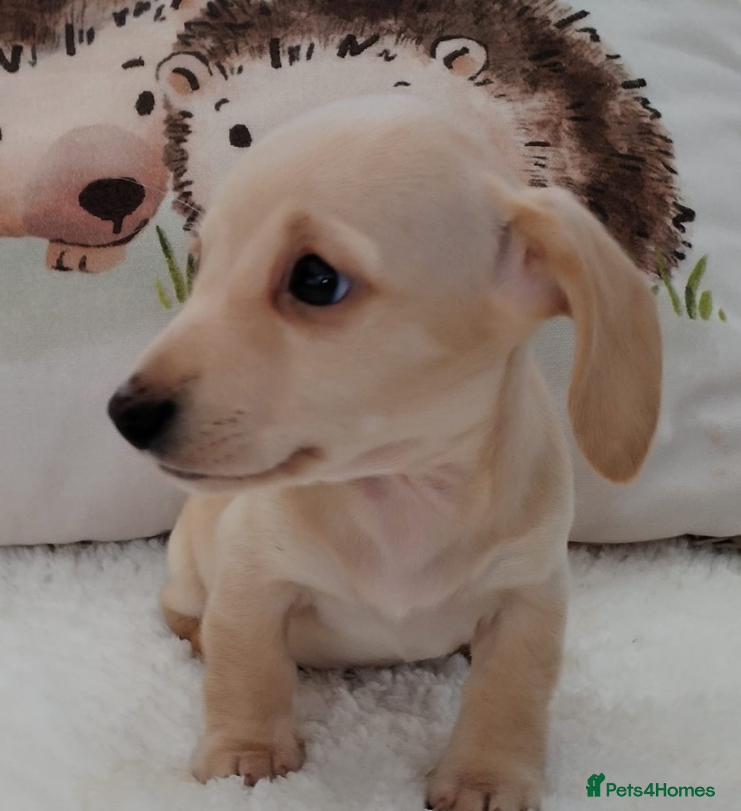 Miniature Dachshund dogs for sale: MINI DACHSHUND CREAM PRA CLEAR - Image 19