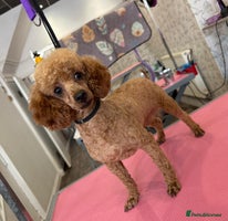 Maltipoo dogs Stunning Maltipoo Girl Available - Advert 2