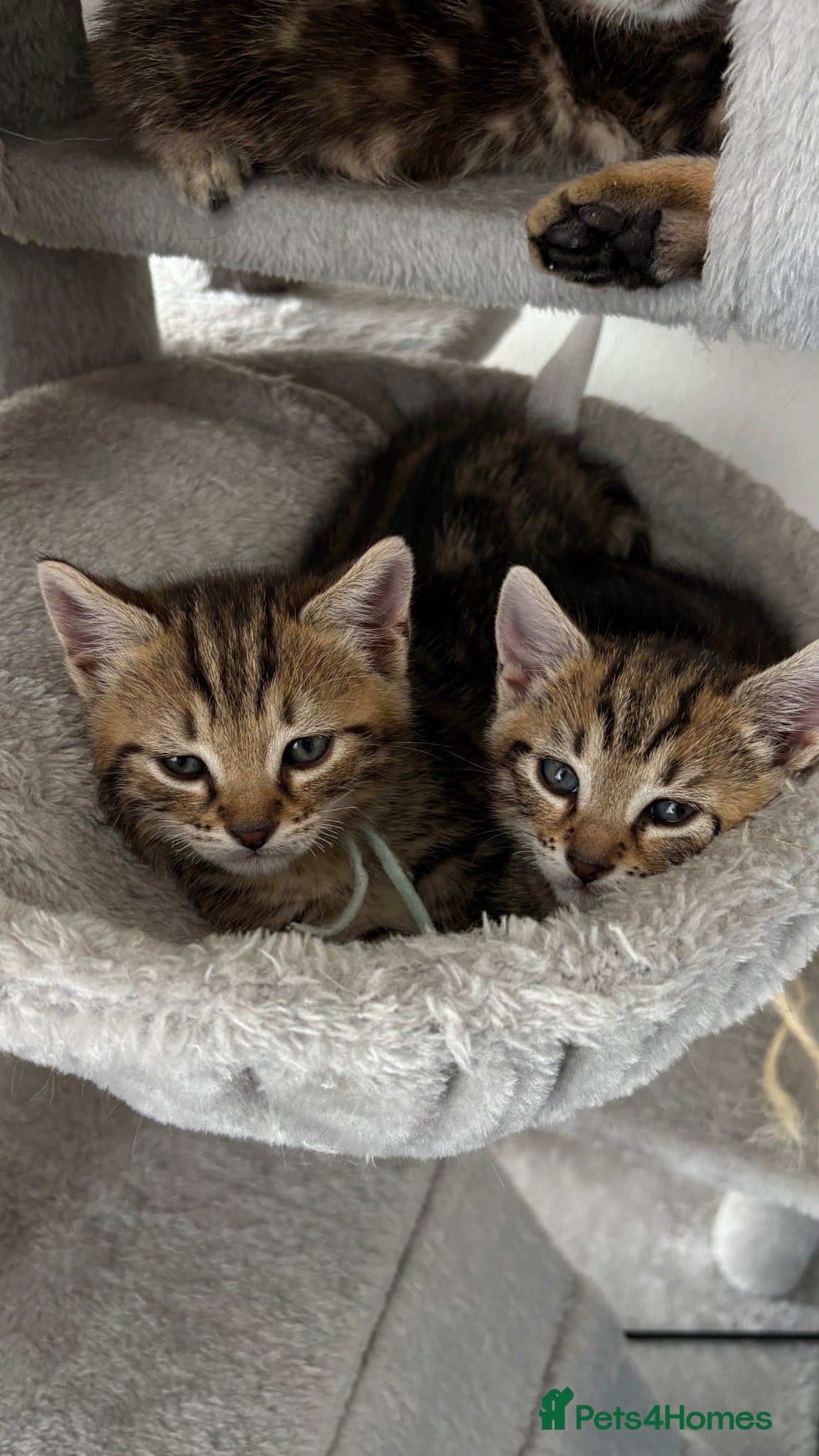 Bengal cats Bengal kittens 2males - Advert 2